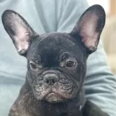 フレンチブルドッグ