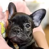 フレンチブルドッグ