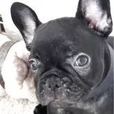 フレンチブルドッグ