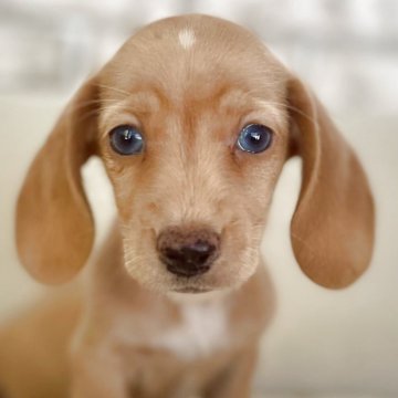 ミニチュアダックスフンド(スムース)【熊本県・女の子・2025年9月13日・ゴールド】の写真「⭐︎青い瞳がチャーミングな女の子⭐︎」