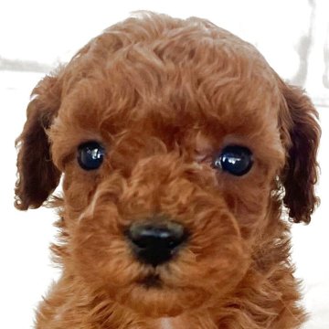 トイプードル(トイ)【熊本県・女の子・2025年10月2日・レッド】の写真「★とっても可愛い女の子★」