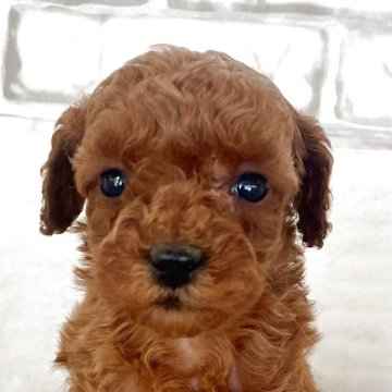 トイプードル(トイ)【熊本県・女の子・2025年10月2日・レッド】の写真「★とっても可愛い女の子★」