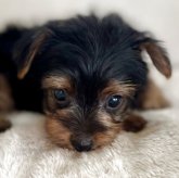 ヨークシャーテリア