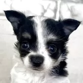 チワワ(ロング)