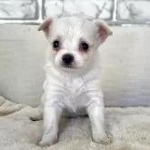 チワワ(ロング)【熊本県・女の子・2025年10月28日・ホワイト&クリーム】の写真3