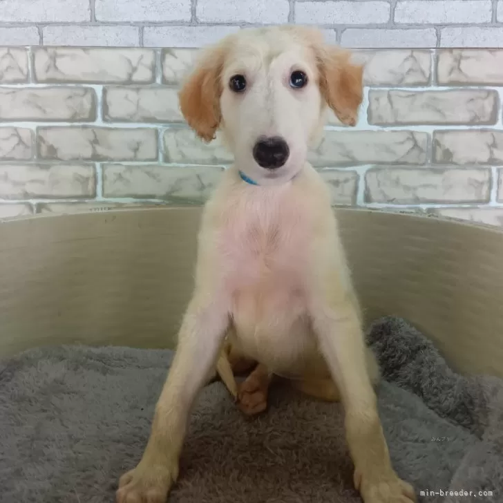 ID:2407-04592の子犬