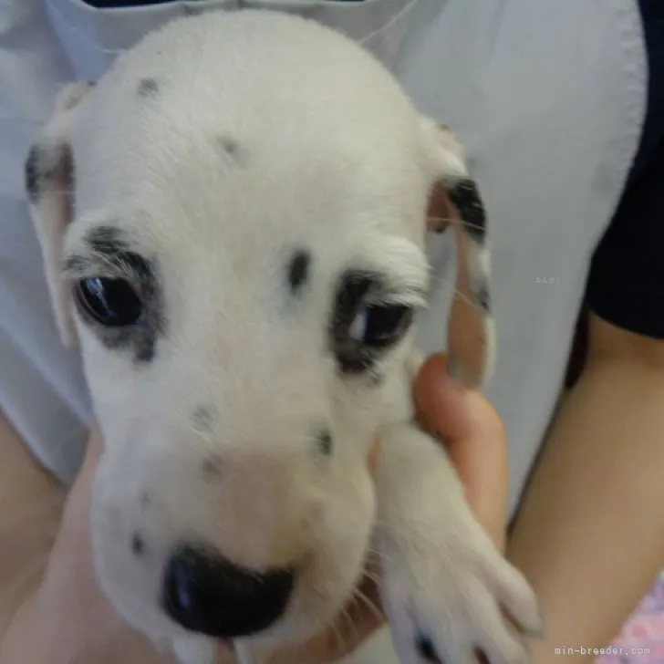 ID：2309-05313の子犬