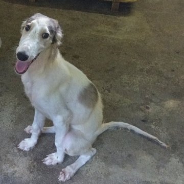 ボルゾイ【熊本県・女の子・2024年5月25日・ホワイト&レッド】の写真「綺麗な顔立ち元気いっぱいです」