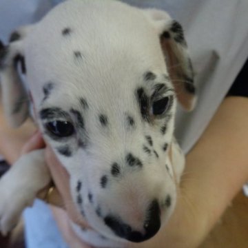 ダルメシアン【熊本県・女の子・2023年7月28日・ホワイト・ブラック】の写真「綺麗な顔と綺麗な柄魅力です」