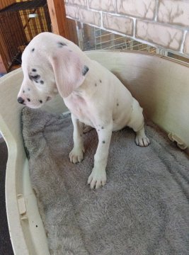 ダルメシアン【熊本県・女の子・2024年5月25日・ホワイト&ブラック】の写真「綺麗な顔立ち綺麗な柄」