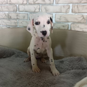 ダルメシアン【熊本県・女の子・2024年5月25日・綺麗な顔立ちと柄です】の写真「綺麗な顔立ちと柄です」