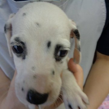 ダルメシアン【熊本県・男の子・2023年7月28日・ホワイト・ブラック】の写真「綺麗な顔と綺麗な柄魅力です」