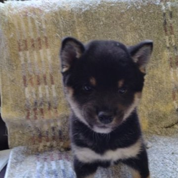 柴犬(豆柴)【熊本県・男の子・2023年8月23日・黒】の写真「綺麗な顔で甘え上手仔犬なです」