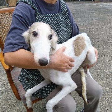 ボルゾイ【熊本県・女の子・2024年5月25日・ホワイト&セーブル】の写真「綺麗な顔立ちで元気いっぱいです」