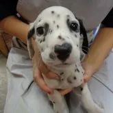 ダルメシアン【熊本県・女の子・2023年7月28日・ホワイト・ブラック】の写真1