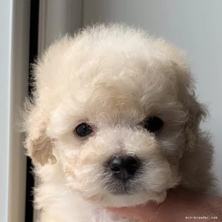 ID:2502-03997の子犬