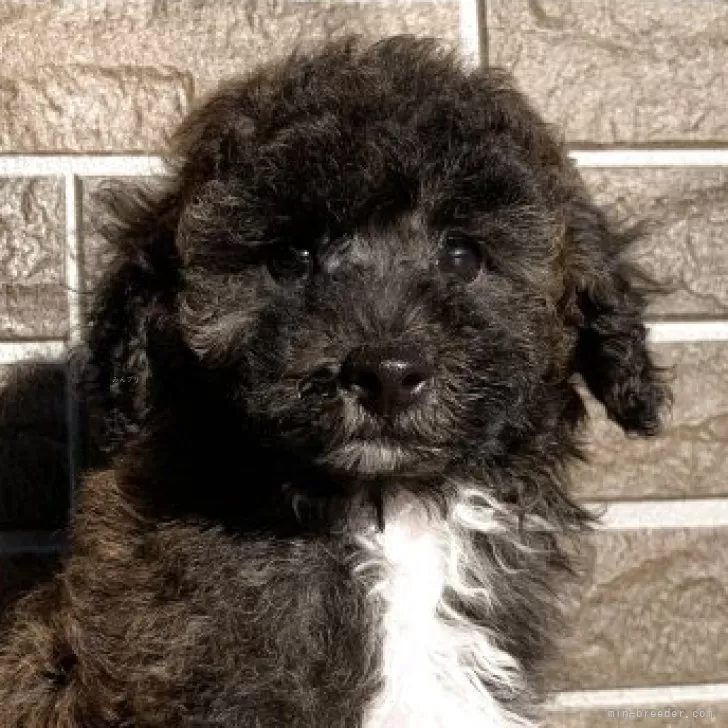 ID：2510-05374の子犬