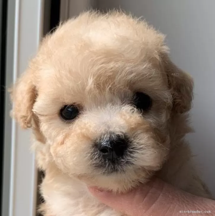 あや 様のお迎えした子犬