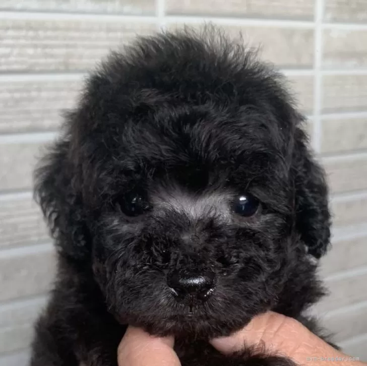 ID:2412-03767の子犬