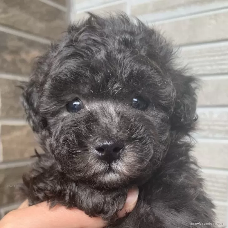 nagi 様のお迎えした子犬