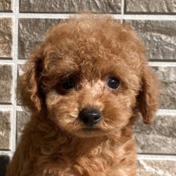 トイプードル(トイ)【熊本県・女の子・2025年9月16日・レッド】の写真「お顔とっても可愛い女の子👧🏻🩷」