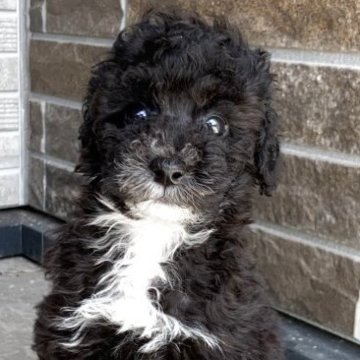 トイプードル(トイ)【熊本県・男の子・2025年7月29日・ブラックまたはシルバー】の写真「シルバーウィークセール✨後ろ足靴下履いてます🧦♡」