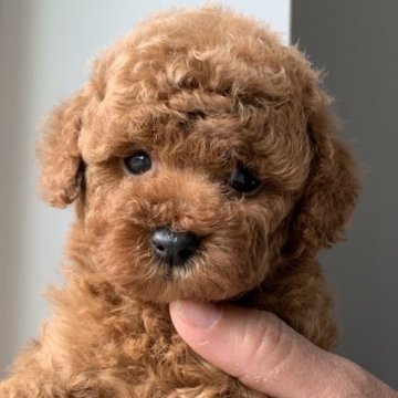 トイプードル(トイ)【熊本県・女の子・2024年10月20日・レッド】の写真「レッド濃いめで毛量モコモコの可愛い女の子💕」