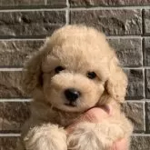 トイプードル(トイ)