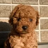 トイプードル(トイ)