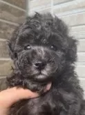 タイニープードル【熊本県・女の子・2024年11月9日・シルバー】の写真2