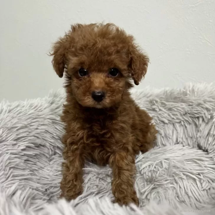 ID:2403-00219の子犬