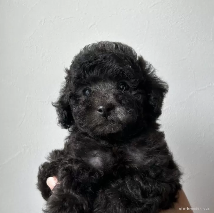 ID:2407-03016の子犬