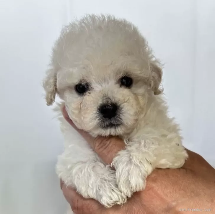 ID:2406-01363の子犬
