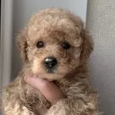 トイプードル(トイ)【熊本県・女の子・2024年8月26日・アプリ】の写真1「目がまんまるの可愛い女の子💞」