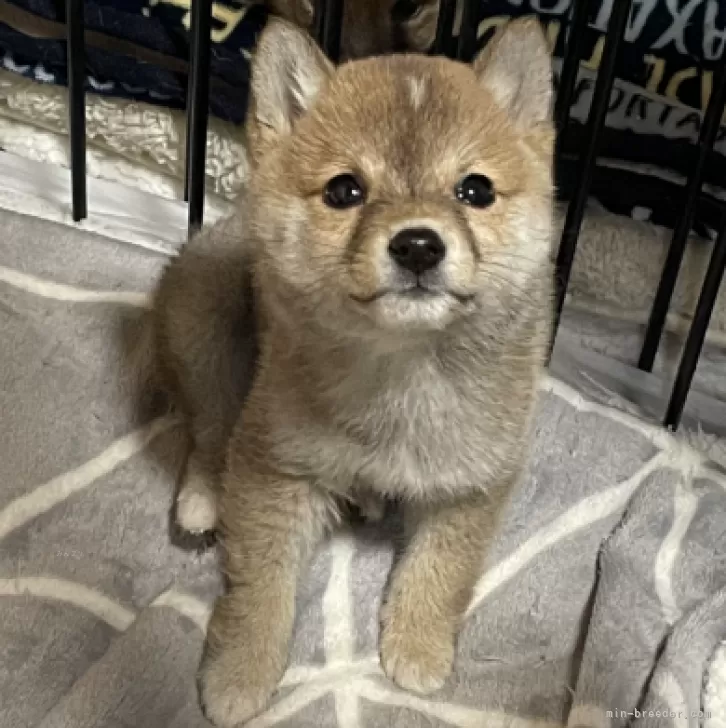 ID：2401-02381の子犬