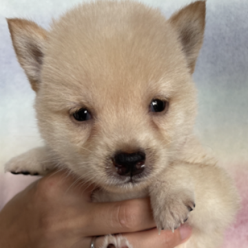 柴犬(豆柴)【熊本県・男の子・2023年8月11日・白】の写真「希少な白色の男の子です🥰」