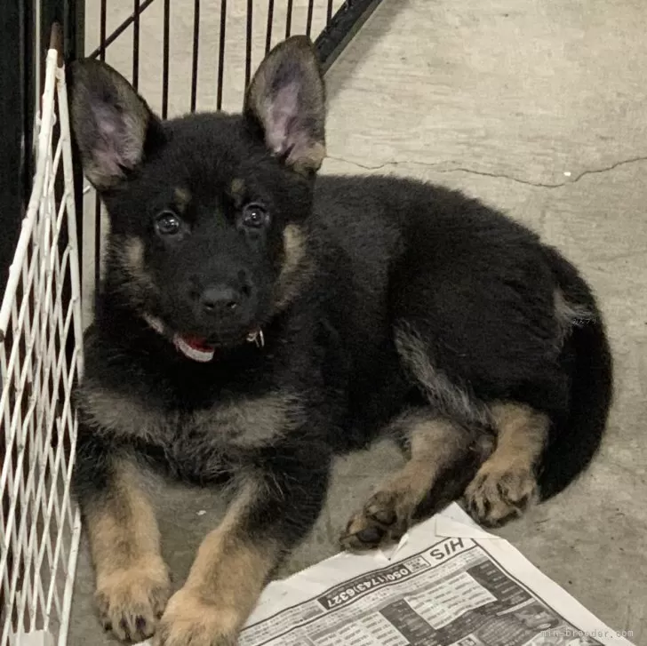 ID:2411-04817の子犬