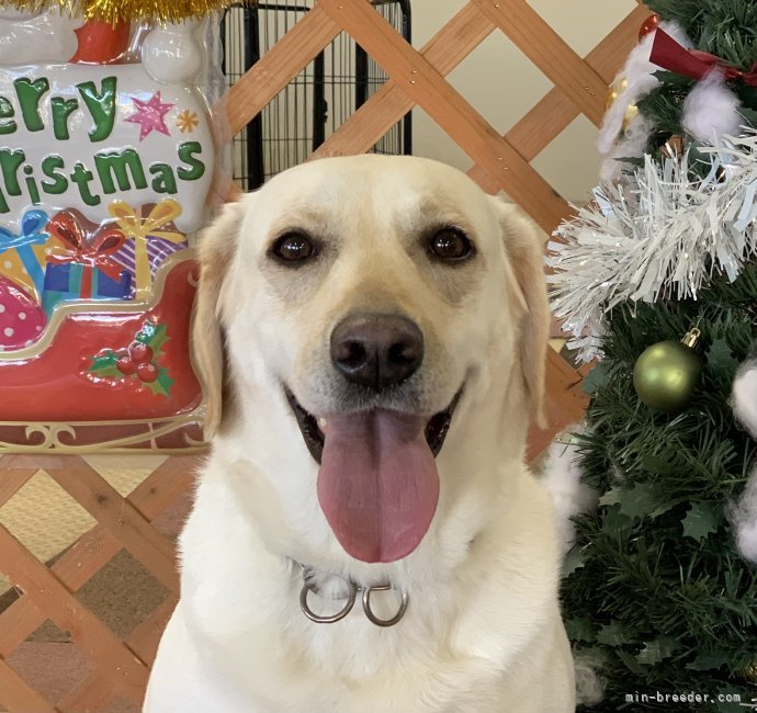 ラブラドールレトリバー【・女の子・2019年5月7日・イエロー】「昨年のクリスマスの記念撮影の時の写真です。いつもカメラ目線してくれます😊。」