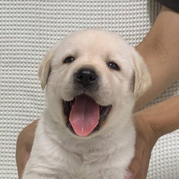 ラブラドールレトリバー【埼玉県・男の子・2023年8月1日・イエロー】の写真「母犬に似た色合いと優しい顔立ちが特徴」