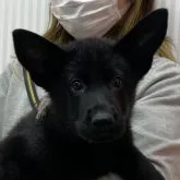 ジャーマン・シェパード・ドッグ【埼玉県・女の子・2023年3月23日・オールブラック】の写真1