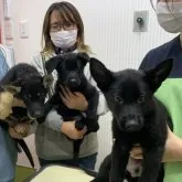 ジャーマン・シェパード・ドッグ【埼玉県・女の子・2023年3月23日・オールブラック】の写真3「マイクロチップの装着の日の記念撮影です。とても良い子に終了しました。」