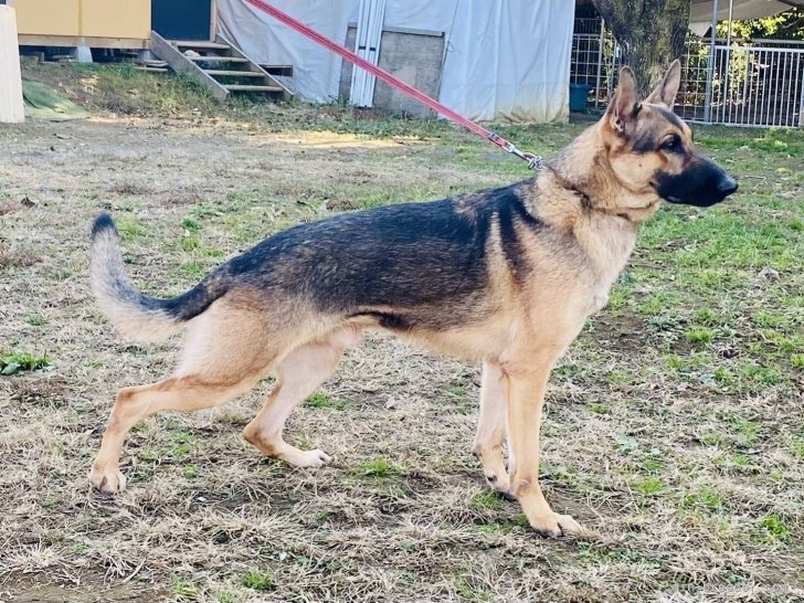 ジャーマン・シェパード・ドッグ【・男の子・2017年11月17日・ウルフ】