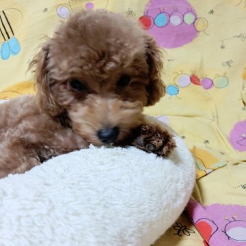 トイプードル(タイニー)【愛媛県・女の子・2024年12月20日・アプリコット】の写真「お目々クリクリの大人しい、人なっこい女の子」