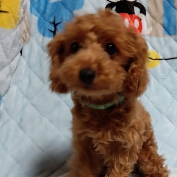 トイプードル(タイニー)【愛媛県・男の子・2024年12月20日・アプリコット】の写真「お目々クリクリの両親から産まれた、可愛い男の子。」