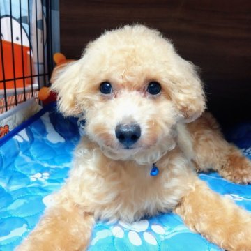 タイニープードル【愛媛県・男の子・2024年12月20日・アプリ】の写真「クリクリお目々の愛らしい、可愛い男の子。」