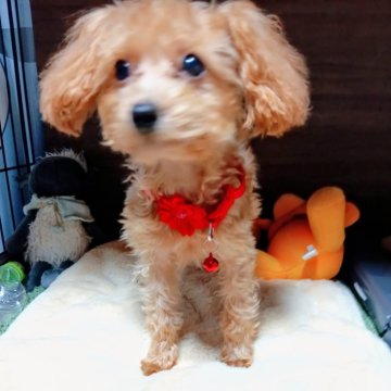 トイプードル(タイニー)【愛媛県・女の子・2025年6月19日・アプリ】の写真「離乳食もしっかり食べて、元気に成長してます。」