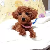 タイニープードル