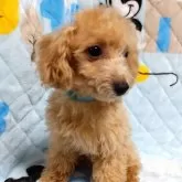 タイニープードル