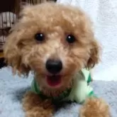 タイニープードル