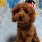 タイニープードル